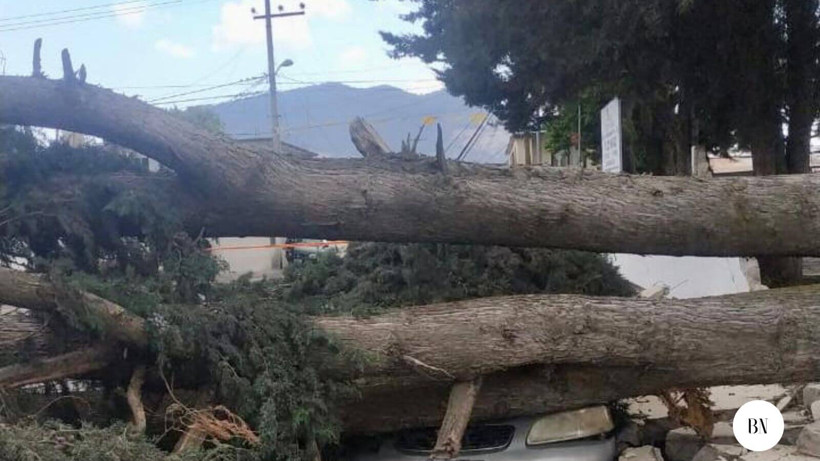 Se cayó árbol en  Telesecundaria